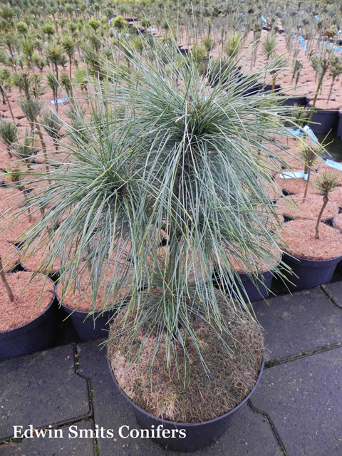 Pinus armandii 'Filips Midnight Blue'